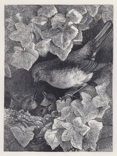 Robin Palestrado por Seu Pai (gravura) de Harrison William Weir