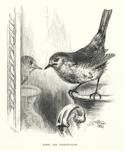 Robin e espelho (gravura) de Harrison William Weir