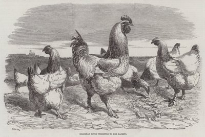 Aves de Shanghae apresentadas a Sua Majestade de Harrison William Weir