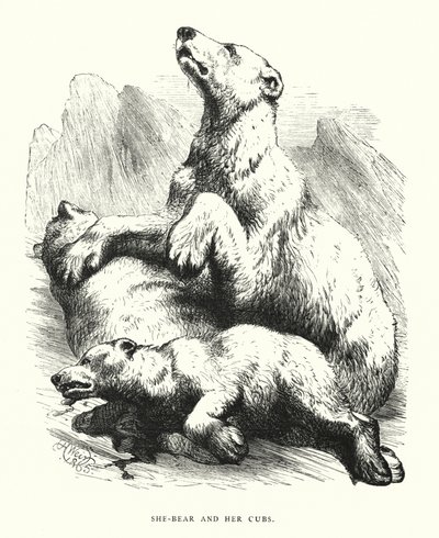 Ela-urso e seus filhotes (gravura) de Harrison William Weir
