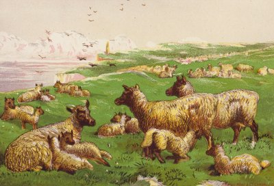 Ovelhas à beira-mar (litografia a cores) de Harrison William Weir
