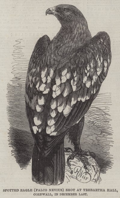 Águia manchada, (Falco, Nevius), tiro, em, Trebartha, corredor, cornwall, em, dezembro passado de Harrison William Weir