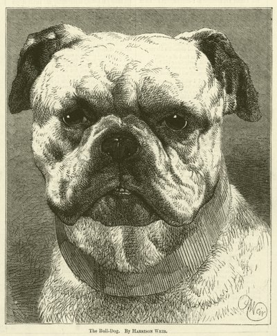 O cão-Bull de Harrison William Weir