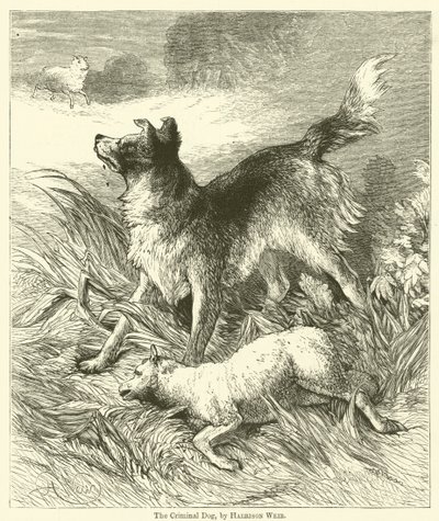O cão criminoso de Harrison William Weir