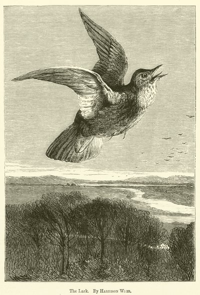 A cotovia de Harrison William Weir