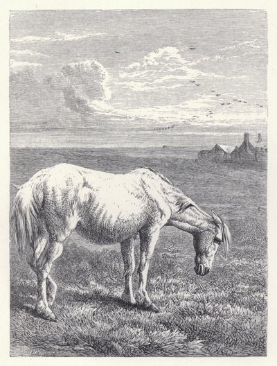 O Cavalo Velho (gravura) de Harrison William Weir