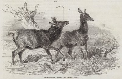 The Royal Stags, Woodman e Glória do Fazendeiro de Harrison William Weir