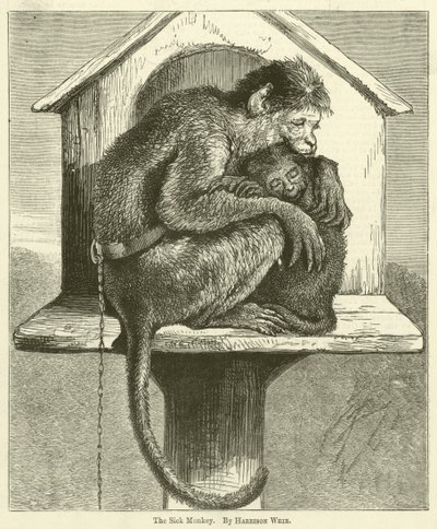 O macaco doente de Harrison William Weir