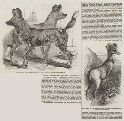 A ovelha selvagem e cães de caça nos jardins da Sociedade Zoológica, Regent&39;s-Park de Harrison William Weir