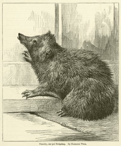 Timothy, nosso animal de estimação Hedgehog de Harrison William Weir