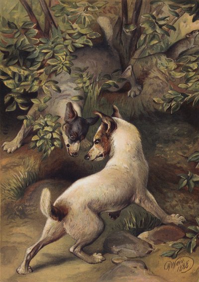 Dois cães tentando chegar a uma piscina de água para beber (chromolitho) de Harrison William Weir