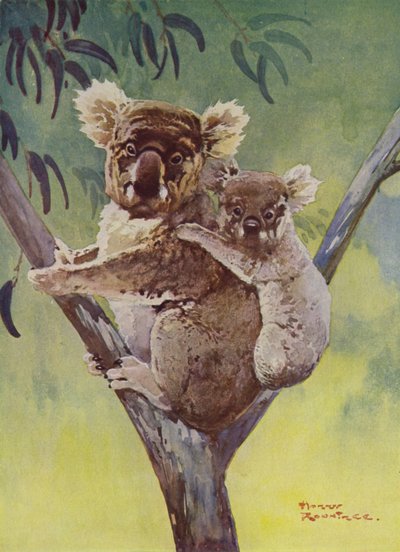 Koala bear abd joey numa árvore de eucalipto, Austrália (cor litho) de Harry Rountree