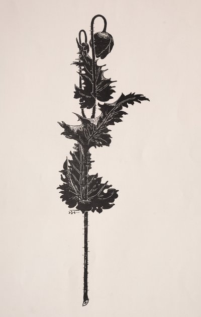 Estudo de flores. de Harry Fenn