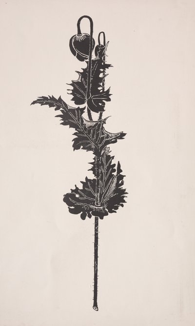 Estudo de flores. de Harry Fenn