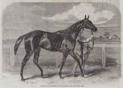 Caller Ou, o vencedor do St Leger de Harry Hall