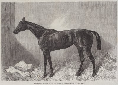O Marquês, Vencedor das Estacas das Duas Mil Guinés em Newmarket de Harry Hall