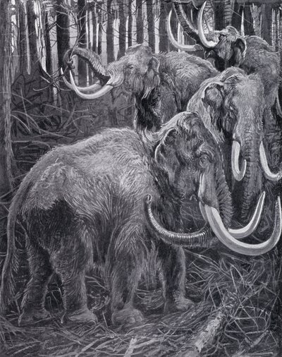 Mamutes (litho) de Harry Hamilton (after) Johnston
