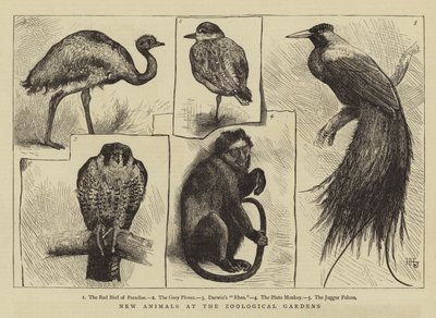 Novos animais em jardins zoológicos de Harry Hamilton Johnston