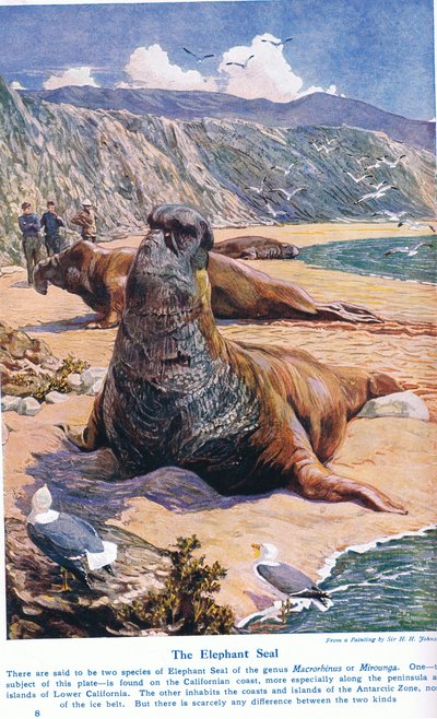 O selo de elefante, ilustração de &39;Maravilhas da terra e do mar&39;, publicado por Cassell, Londres, 1914 de Harry Hamilton Johnston