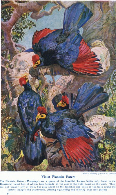 Violet Plantain Eaters, ilustração de "Maravilhas de Terras e Mar", publicado por Cassell, Londres, 1914 de Harry Hamilton Johnston