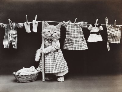Série Kitties: Secagem de roupa, c.1914 (impressão em prata) de Harry Whittier Frees