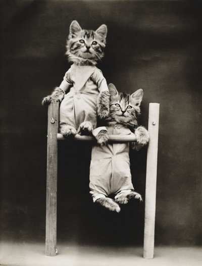 Série "Kitties": Excercising, c.1914 (impressão em prata) de Harry Whittier Frees
