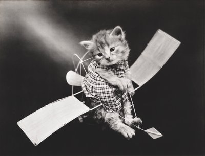 Série Kitties: Piloto de avião, c.1914 (impressão a prata) de Harry Whittier Frees