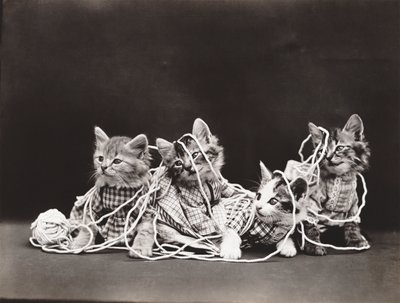 Série Kitties: Tangled in Yarn, c.1914 (impressão em prata) de Harry Whittier Frees