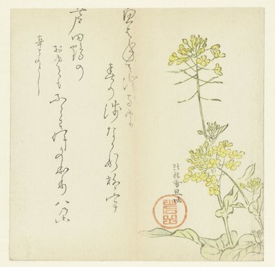 Flores de Hasegawa Settan