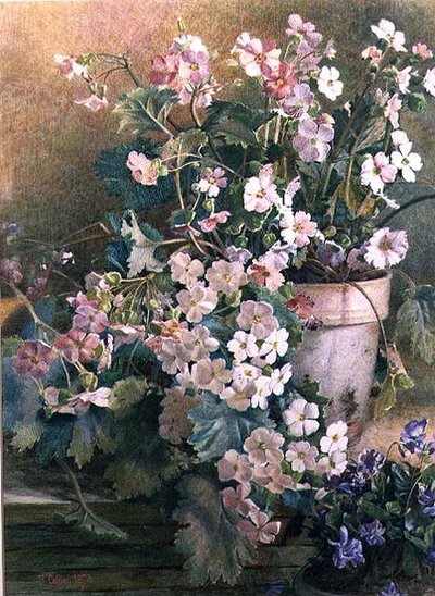 Estudo de Primroses de Hector Caffieri