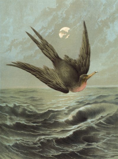 Fragata pássaro (chromolitho) de Hector Giacomelli