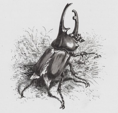 O Insecto: Escaravelho (gravação) de Hector Giacomelli