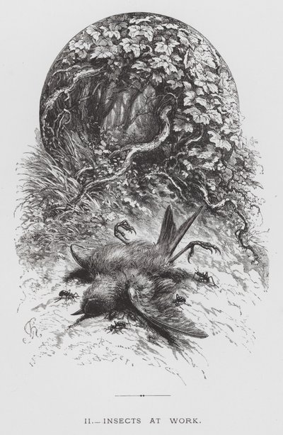 O Insecto: Insectos em Trabalho (gravura) de Hector Giacomelli
