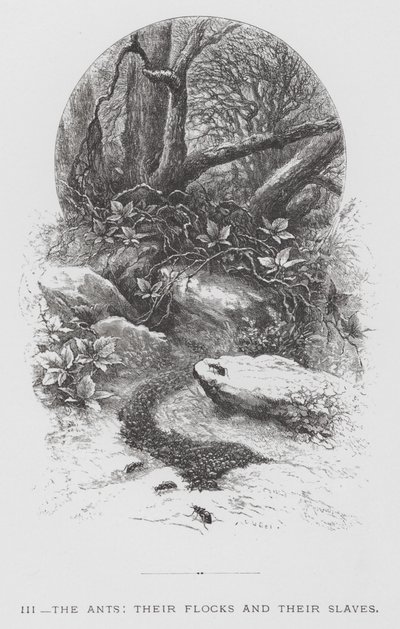 O Inseto: As Formigas, seus Rebanhos e seus Escravos (gravura) de Hector Giacomelli