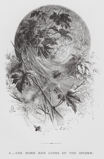 O Inseto: A Casa e os Amores da Aranha (gravura) de Hector Giacomelli