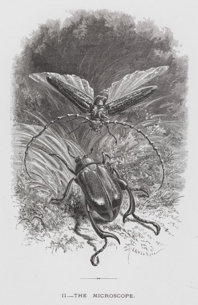O Inseto: O Microscópio (gravura) de Hector Giacomelli