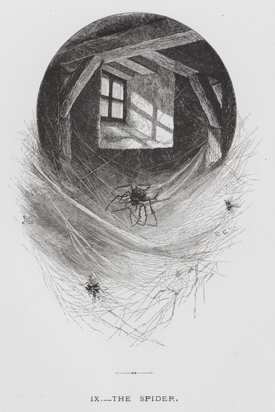 O Inseto: A Aranha (gravura) de Hector Giacomelli