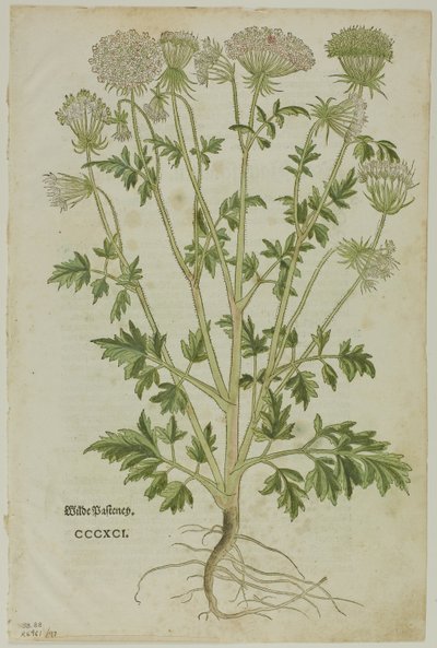 Folha de New Kreuterbuch de Leonhart Fuchs, placa 97 de xilogravuras de livros do século XVI de Heinrich Füllmaurer