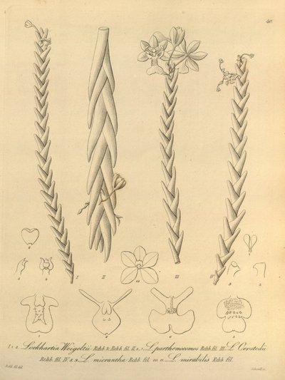 Lockhartia - Xenia vol 1 (1858) fig. 40 de Heinrich Gustav Reichenbach