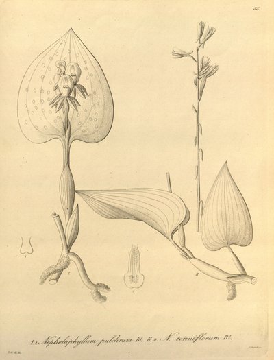 Este ficheiro provém da Biodiversity Heritage Library, e está disponível online em biodiversitylibrary.org/page/696488 de Heinrich Gustav Reichenbach