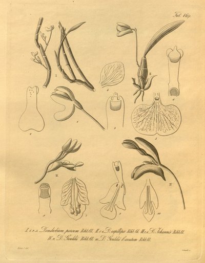 Este arquivo vem da Biblioteca do Patrimônio da Biodiversidade e está disponível online em biodiversidadelibrary.org/page/698365 de Heinrich Gustav Reichenbach
