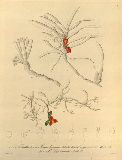 Este ficheiro provém da Biodiversity Heritage Library, e está disponível online em biodiversitylibrary.org/page/696484 de Heinrich Gustav Reichenbach