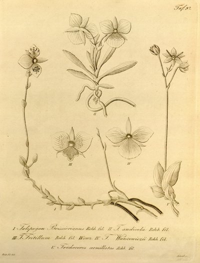 Este arquivo vem da Biblioteca do Patrimônio da Biodiversidade e está disponível online em biodiversidadelibrary.org/page/696497 de Heinrich Gustav Reichenbach