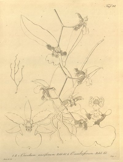 Este arquivo vem da Biblioteca do Patrimônio da Biodiversidade e está disponível online em biodiversidadelibrary.org/page/696498 de Heinrich Gustav Reichenbach