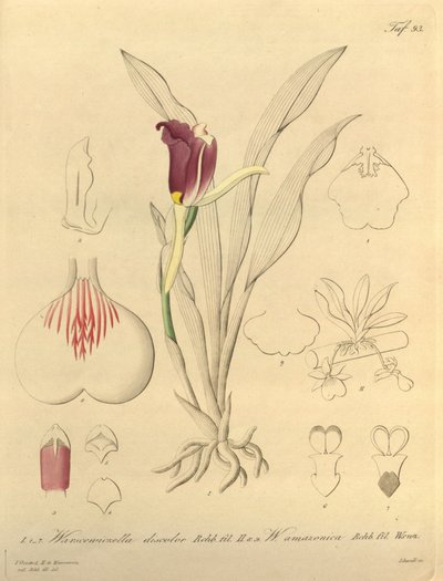 Este ficheiro provém da Biodiversity Heritage Library, e está disponível online em biodiversitylibrary.org/page/696493 de Heinrich Gustav Reichenbach