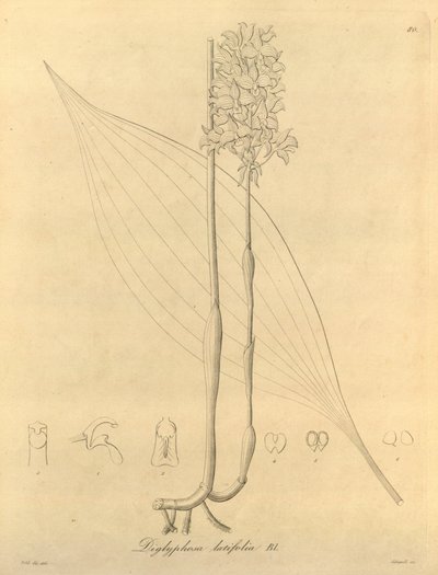 Este arquivo vem da Biblioteca do Patrimônio da Biodiversidade e está disponível online em biodiversidadelibrary.org/page/696480 de Heinrich Gustav Reichenbach