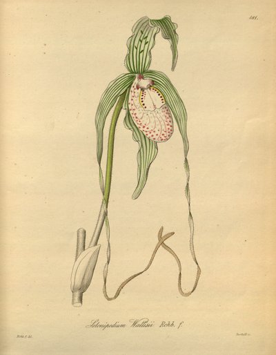 Este arquivo vem da Biblioteca do Patrimônio da Biodiversidade e está disponível online em biodiversidadelibrary.org/page/698377 de Heinrich Gustav Reichenbach
