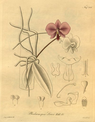 Este ficheiro provém da Biodiversity Heritage Library, e está disponível online em biodiversitylibrary.org/page/698347 de Heinrich Gustav Reichenbach