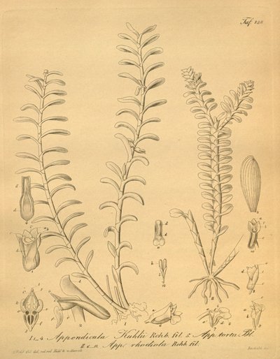 lustrações de Appendicula kuhlii de Heinrich Gustav Reichenbach