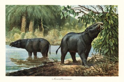 Moeritherium, gênero extinto de proboscídeos do Eoceno. ,1908 (Impressão) de Heinrich Harder